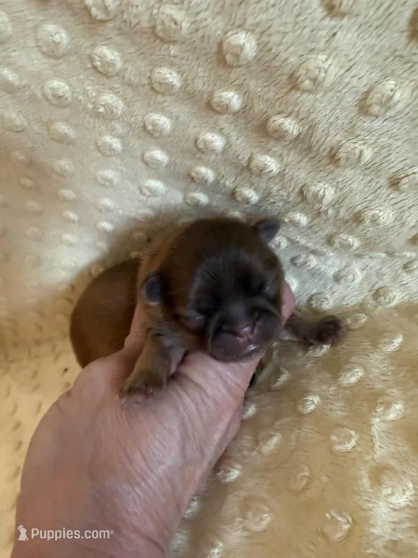 Sparrow – Shih Tzu puppy for sale in Success, MO