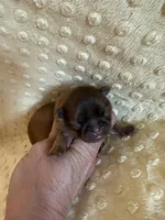 Sparrow, a male Shih Tzu for sale in Success, MO – Photo 1 of 8