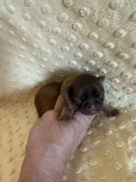 Sparrow, a male Shih Tzu for sale in Success, MO – Photo 3 of 8