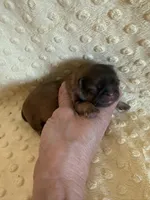 Sparrow, a male Shih Tzu for sale in Success, MO – Photo 4 of 8