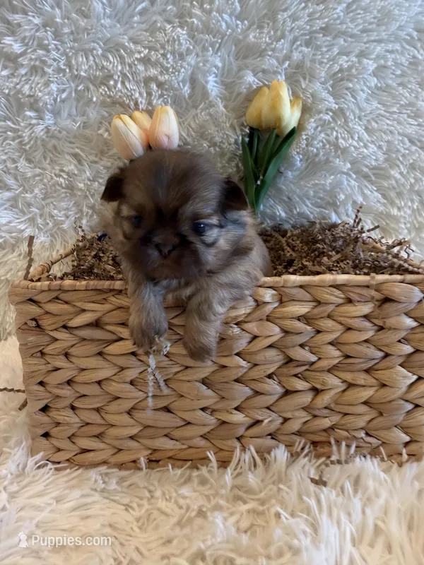 Sparrow – Shih Tzu puppy for sale in Success, MO