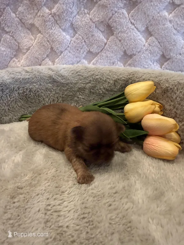 Sparrow – Shih Tzu puppy for sale in Success, MO