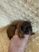 Sparrow, a male Shih Tzu for sale in Success, MO – Photo 8 of 8