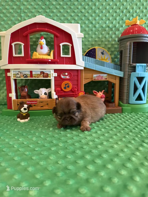 Sparrow – Shih Tzu puppy for sale in Success, MO