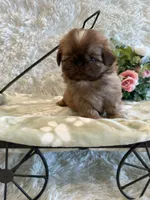 Finch, a male Shih Tzu for sale in Success, MO – 3 of 10