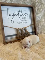 Sam, a male Shih Tzu for sale in Success, MO – 5 of 6