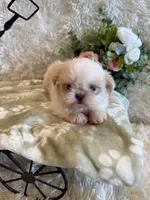Brook, a male Shih Tzu for sale in Success, MO – 3 of 10