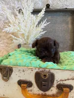 Rosie , a female Shih Tzu for sale in Success, MO – 5 of 10
