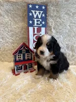 Garrett, a male Bernese Mountain Dog for sale in Success, MO – 2 of 10
