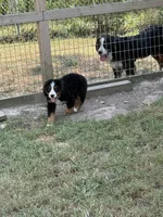 Hannah , a female Bernese Mountain Dog for sale in Success, MO – 3 of 10
