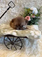 Sparrow, a male Shih Tzu for sale in Success, MO – 4 of 10