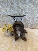 Asher, a male Shih Tzu for sale in Success, MO – 2 of 10