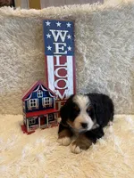 Garrett, a male Bernese Mountain Dog for sale in Success, MO – 4 of 10