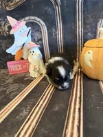 Berry, a male Pomeranian for sale in Success, MO – 6 of 6