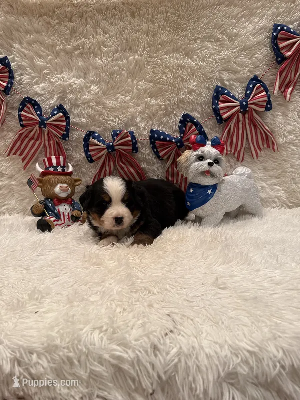 Garrett – Bernese Mountain Dog puppy for sale in Success, MO