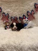 Garrett, a male Bernese Mountain Dog for sale in Success, MO – 5 of 10