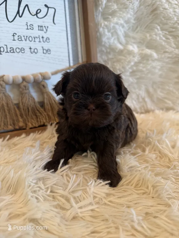 Kayce – Shih Tzu puppy for sale in Success, MO