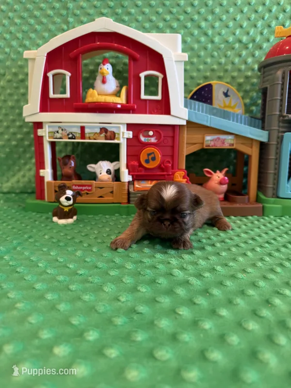 Finch – Shih Tzu puppy for sale in Success, MO