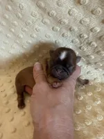 Finch, a male Shih Tzu for sale in Success, MO – Photo 2 of 6