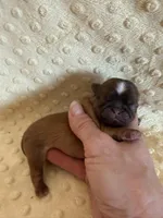 Finch, a male Shih Tzu for sale in Success, MO – Photo 4 of 6