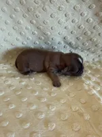 Finch, a male Shih Tzu for sale in Success, MO – Photo 6 of 6