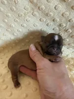 Finch, a male Shih Tzu for sale in Success, MO – Photo 5 of 6