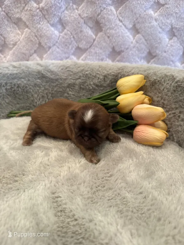 Finch – Shih Tzu puppy for sale in Success, MO