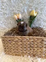 Finch, a male Shih Tzu for sale in Success, MO – 10 of 10