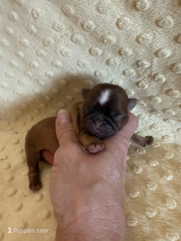 Finch – Shih Tzu puppy for sale in Success, MO