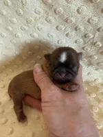 Finch, a male Shih Tzu for sale in Success, MO – Photo 3 of 6