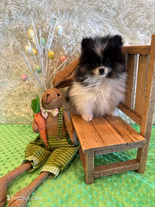 River – Pomeranian puppy for sale in Success, MO