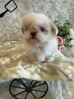 Brook, a male Shih Tzu for sale in Success, MO – 4 of 10