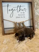 Maria , a female Shih Tzu for sale in Success, MO – 5 of 9