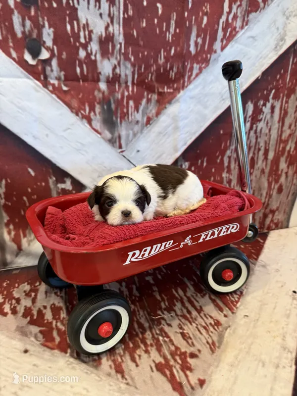 Charlie – Shih Tzu puppy for sale in Success, MO