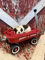 Charlie, a male Shih Tzu for sale in Success, MO – 8 of 10