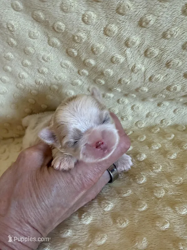 Brook – Shih Tzu puppy for sale in Success, MO