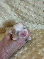 Brook, a male Shih Tzu for sale in Success, MO – Photo 1 of 5