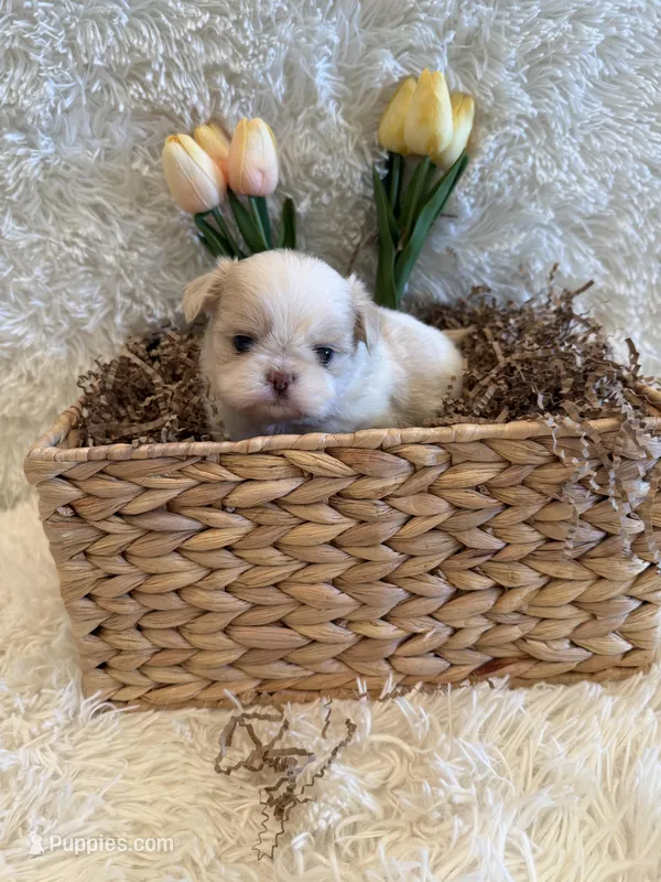 Brook – Shih Tzu puppy for sale in Success, MO