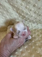 Brook, a male Shih Tzu for sale in Success, MO – Photo 3 of 5