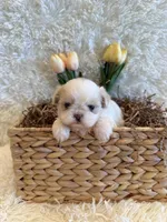 Brook, a male Shih Tzu for sale in Success, MO – 10 of 10