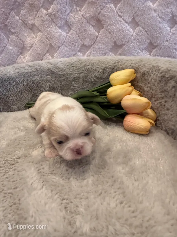 Brook – Shih Tzu puppy for sale in Success, MO