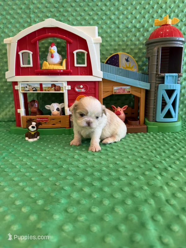 Brook – Shih Tzu puppy for sale in Success, MO