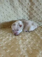 Brook, a male Shih Tzu for sale in Success, MO – Photo 4 of 5