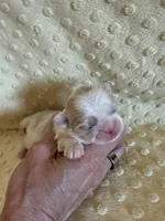 Brook, a male Shih Tzu for sale in Success, MO – Photo 2 of 5