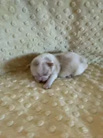 Brook, a male Shih Tzu for sale in Success, MO – Photo 5 of 5