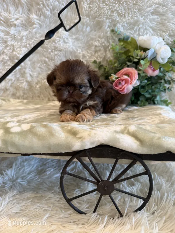 Greene  – Shih Tzu puppy for sale in Success, MO