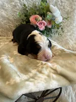 Dean, a male Bernese Mountain Dog for sale in Success, MO – 6 of 10