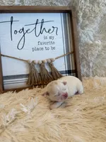 Delilah, a male Shih Tzu for sale in Success, MO – 2 of 7
