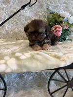 Greene , a male Shih Tzu for sale in Success, MO – 4 of 10