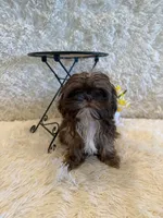 Asher, a male Shih Tzu for sale in Success, MO – 3 of 10